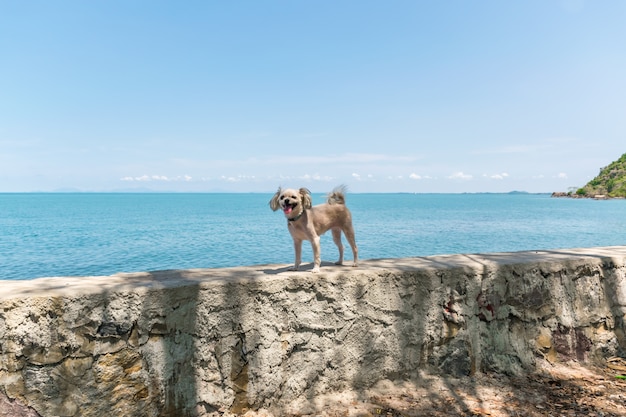 Cão de cor bege tão bonito misturado raça na praia rochosa