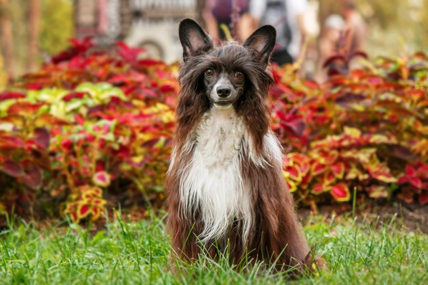 Cão de crista chinês de pêlo comprido na caminhada. Cão peludo. Cachorro de pelo comprido. Preparação do cão