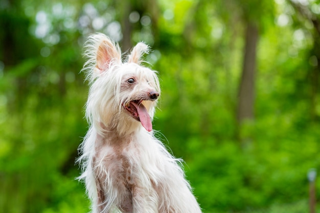 Cão de crista chinês em árvores verdes turva