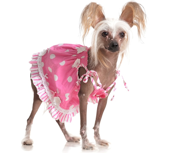 Cão de crista chinês fofo com vestido rosa no fundo