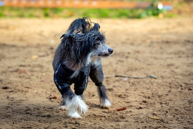 Cão de crista chinês - nu vestido com uma jaqueta.