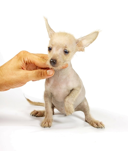 Cão de crista chinês