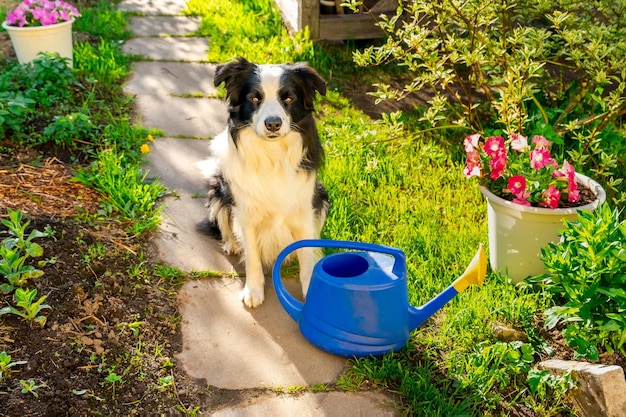 Cão de estimação bonito border collie com regador sentado no jardim ao ar livre cachorrinho engraçado como jardineiro f