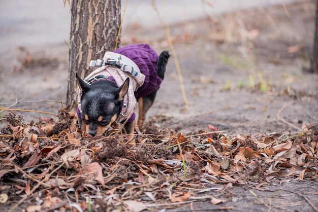 Cão de estimação Chihuahua anda na rua. Cão Chihuahua para passear. Cachorro no outono caminhando no parque