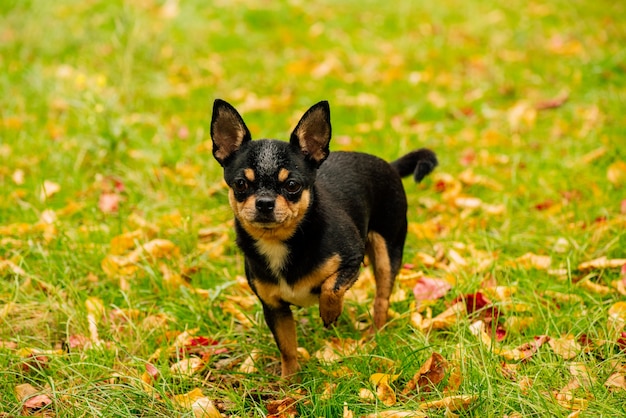 Cão de estimação Chihuahua anda na rua. Cão Chihuahua para passear. Chihuahua preto, marrom e branco. Filhote de cachorro bonito de manhã cedo em uma caminhada. Cachorro no outono caminha no jardim ou no parque