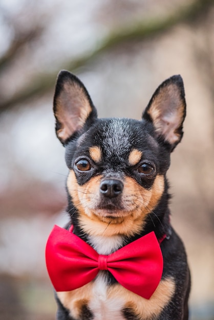 Foto cão de estimação chihuahua com laço vermelho