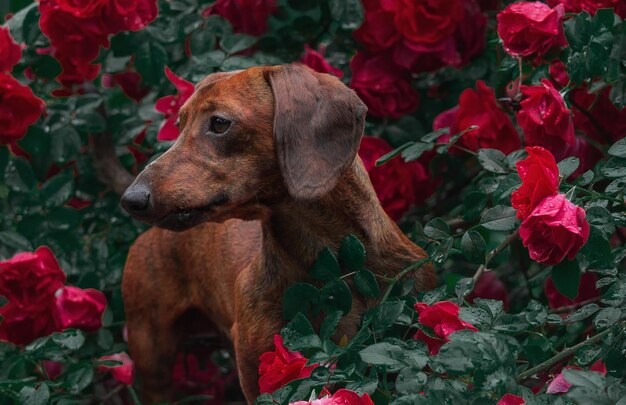 Foto cão de estimação dachshund