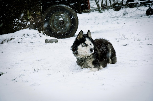 Foto cão de estimação husky siberiano