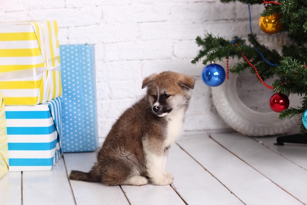 Cão de estimação jovem cachorrinho Akita Inu no fundo do ano novo