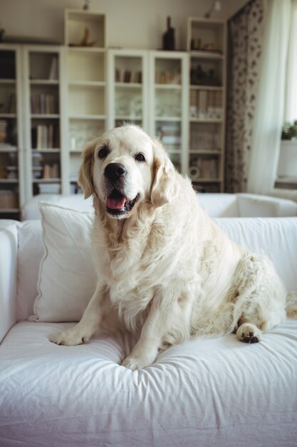 Cão de estimação relaxando em um sofá