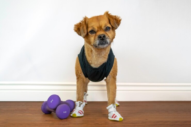 Foto cão de estimação