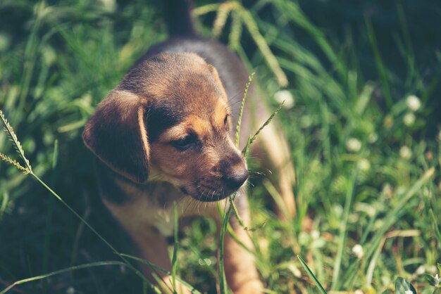 Cão de filhotes de cachorro bonito que corre no prado.