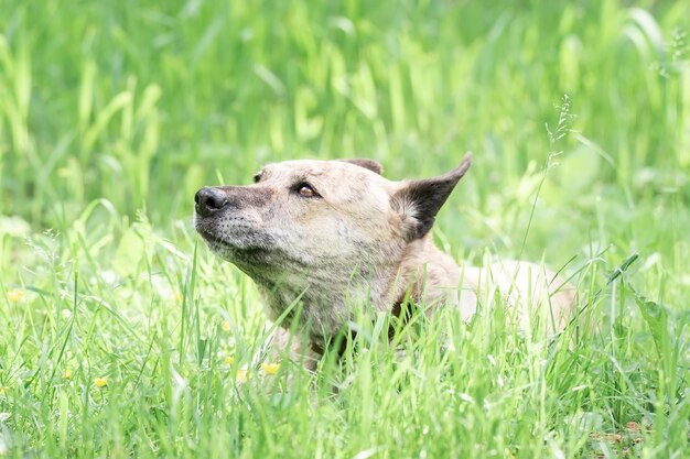 Cão de gado australiano na grama