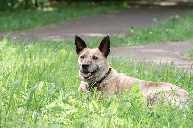 Cão de gado australiano na grama