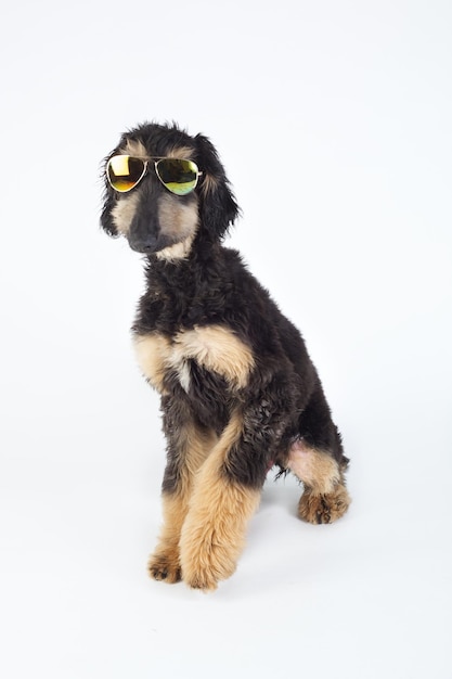 Cão de galgo afegão de raça pura jovem com óculos de sol