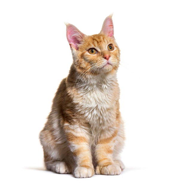 Cão de gato mestiço isolado em branco