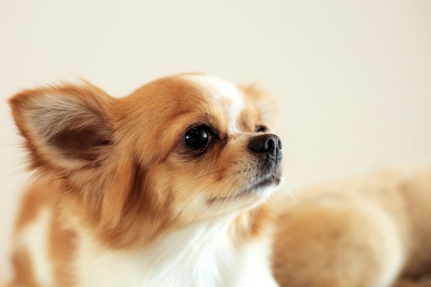 Cão de giro em casa.