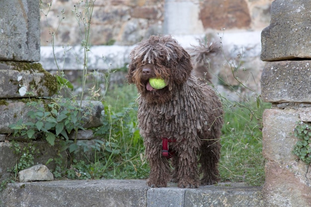 Cão de Água Espanhol com Bola