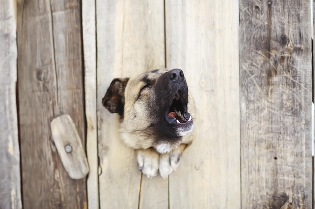 cão de guarda na casa de cachorro, fundo de segurança