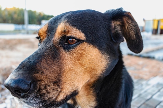 Cão de guarda no canteiro de obras. Close-up de um cão de guarda.