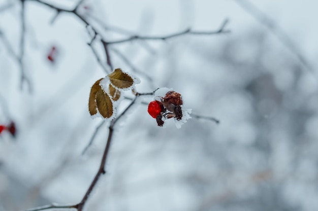 Foto cão de inverno rosa