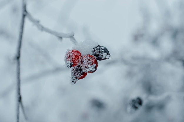 Foto cão de inverno rosa