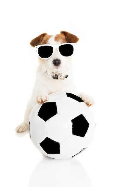 Cão de jack russell que joga com uma esfera de futebol. isolado