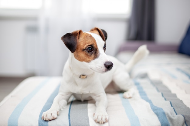 Cão de Jack Russell Terrier do puro-sangue que encontra-se em casa no sofá. Cão feliz está descansando na sala de estar.