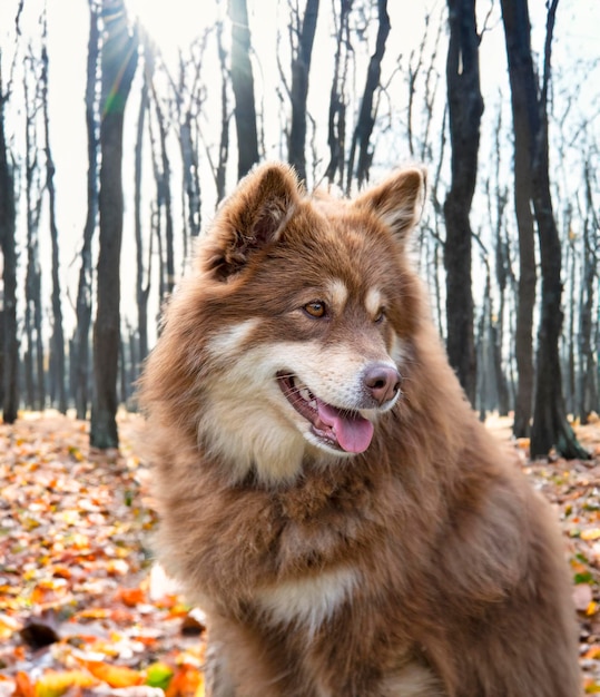 Cão de Lapônia finlandês na natureza