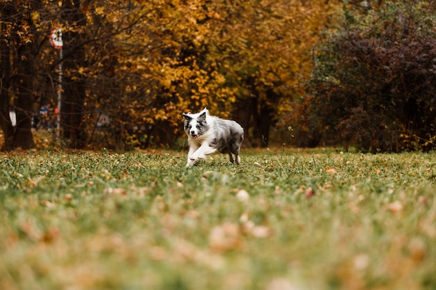 Cão de merle border collie a correr na floresta de outono