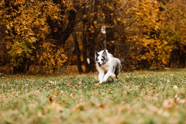 Cão de merle border collie a correr na floresta de outono