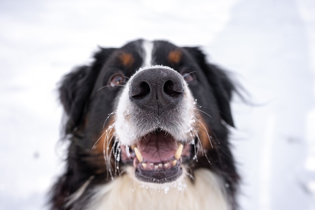 Cão de montanha Bernese com neve na cabeça. Cão feliz passeando com neve no inverno