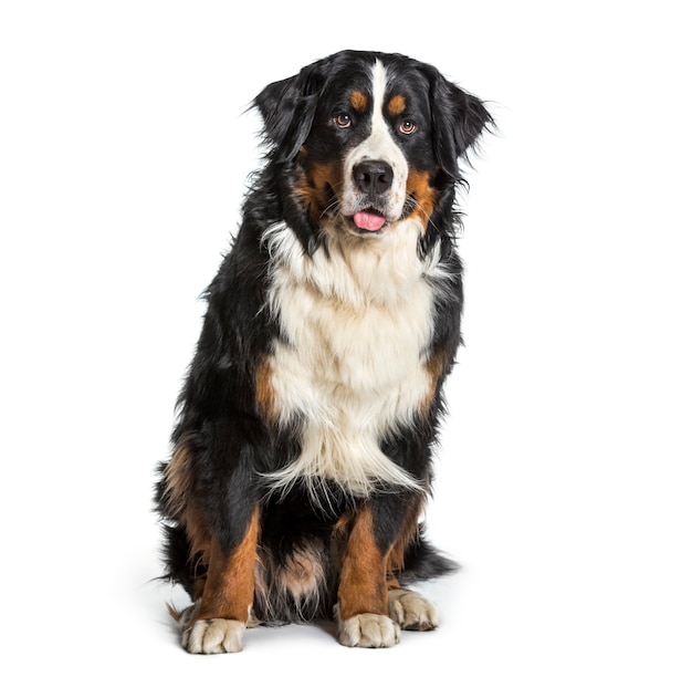 Cão de montanha Bernese ofegando contra um fundo branco