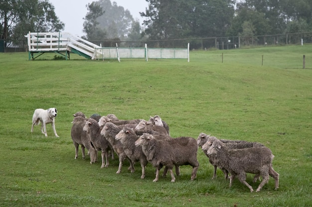 Cão de montanha branco dos Pirinéus com rebanho de ovelhas