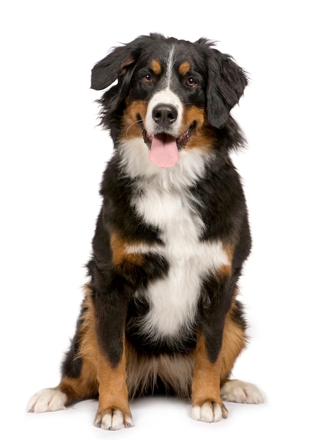 Cão de montanha de bernese com 1 ano. retrato de cachorro isolado