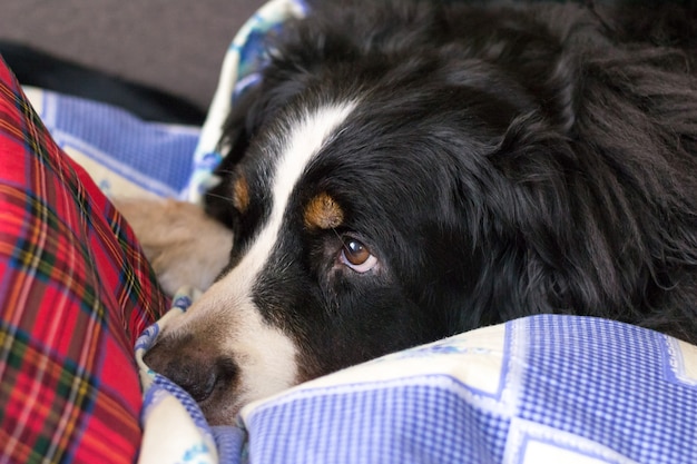 Cão de montanha de bernese. o cão está dormindo na cama do ser humano. hora de dormir.