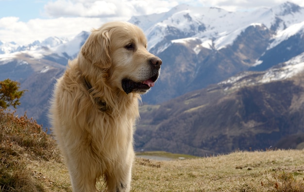 Cão de montanha dos Pirinéus, fundo de neve