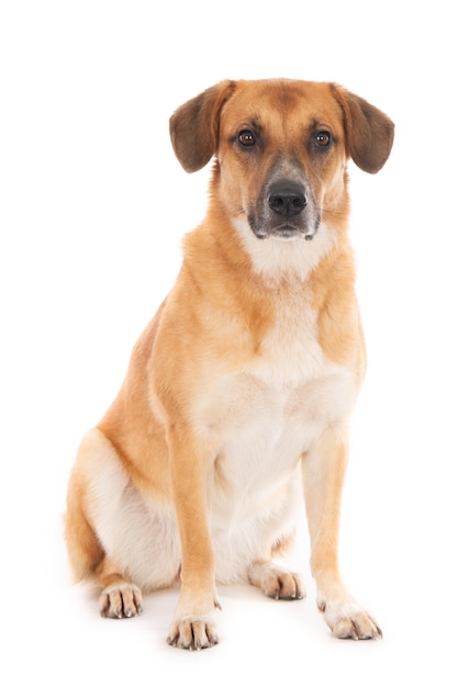 Cão de montanha mestiço sentado de Portugal, olhando para a câmera. Em branco.