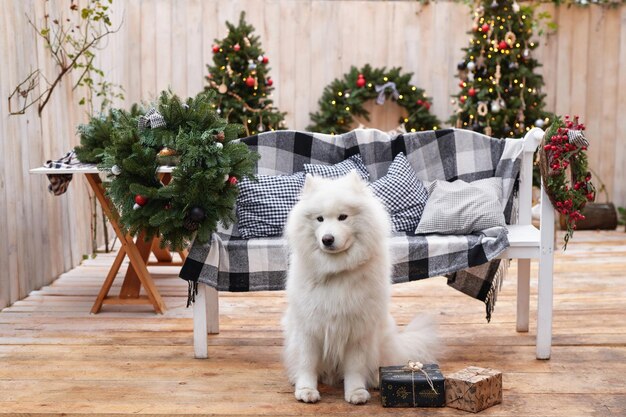 Cão de natal Decoração de fundo ao ar livre Celebração de ano novo e feriados de inverno de natal