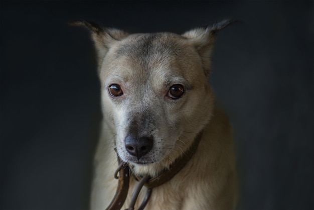 Cão de olhos escuros close-up fotografia conceitual da saúde do cão corte de retrato de cachorro na moda cortar imagem de rosto de cachorro com lindos olhos