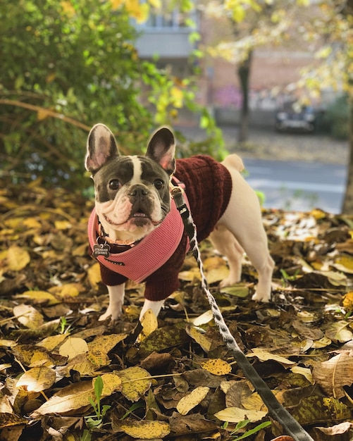 Foto cão de outono