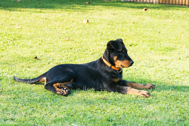 Cão de pastor adorável jovem beauce atento e deitado na grama verde