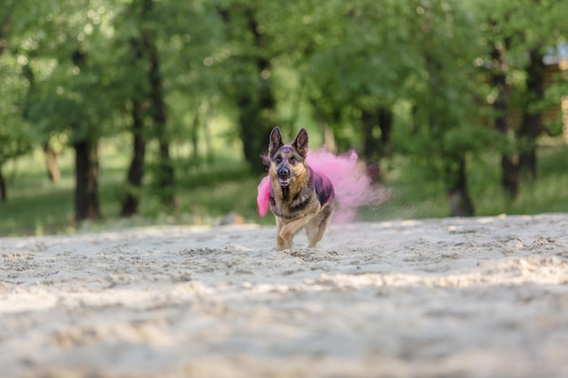 Cão de pastor alemão brincando na praia com cores rosa holi. Festival Holi. foto de cachorro holi.