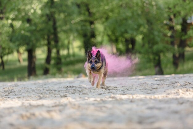 Cão de pastor alemão brincando na praia com cores rosa holi. Festival Holi. foto de cachorro holi.