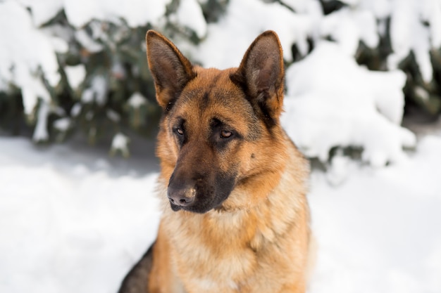 Cão de pastor alemão, de pé na neve