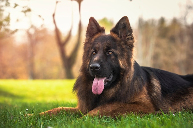 Foto cão de pastor alemão de raça pura, deitado no parque