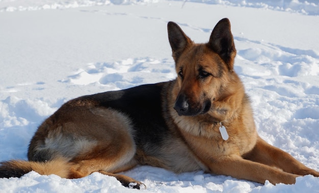 Cão de pastor alemão deitado na neve em um prado de inverno