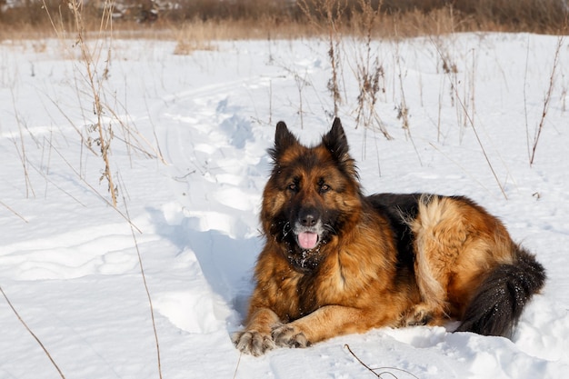 Cão de pastor alemão encontra-se na neve no campo