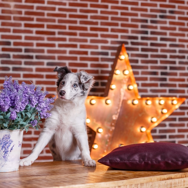 Cão de pastor australiano com estrela de luz