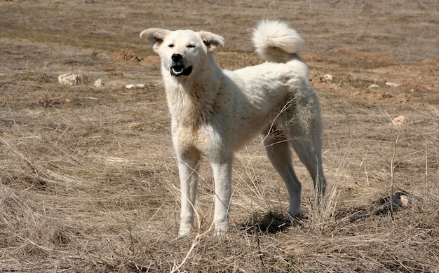 Cão de pastor da Anatólia